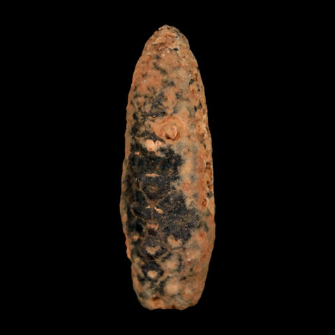 XL 2.2" Fossil Pine Cone Equicalastrobus Replaced By Agate Eocene Age Seeds Fruit - Fossil Age Minerals