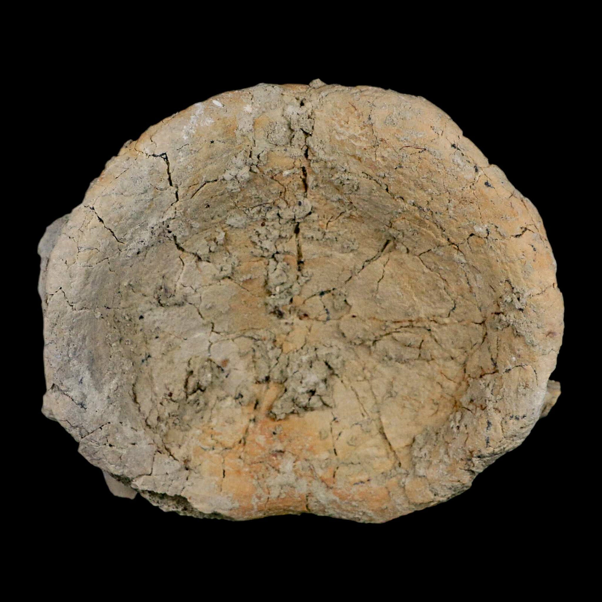 5" Brontothere Fossil Vertebrae Bone Eocene Age Badlands S Dakota Titanothere COA - Fossil Age Minerals