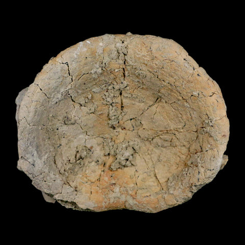 5" Brontothere Fossil Vertebrae Bone Eocene Age Badlands S Dakota Titanothere COA - Fossil Age Minerals