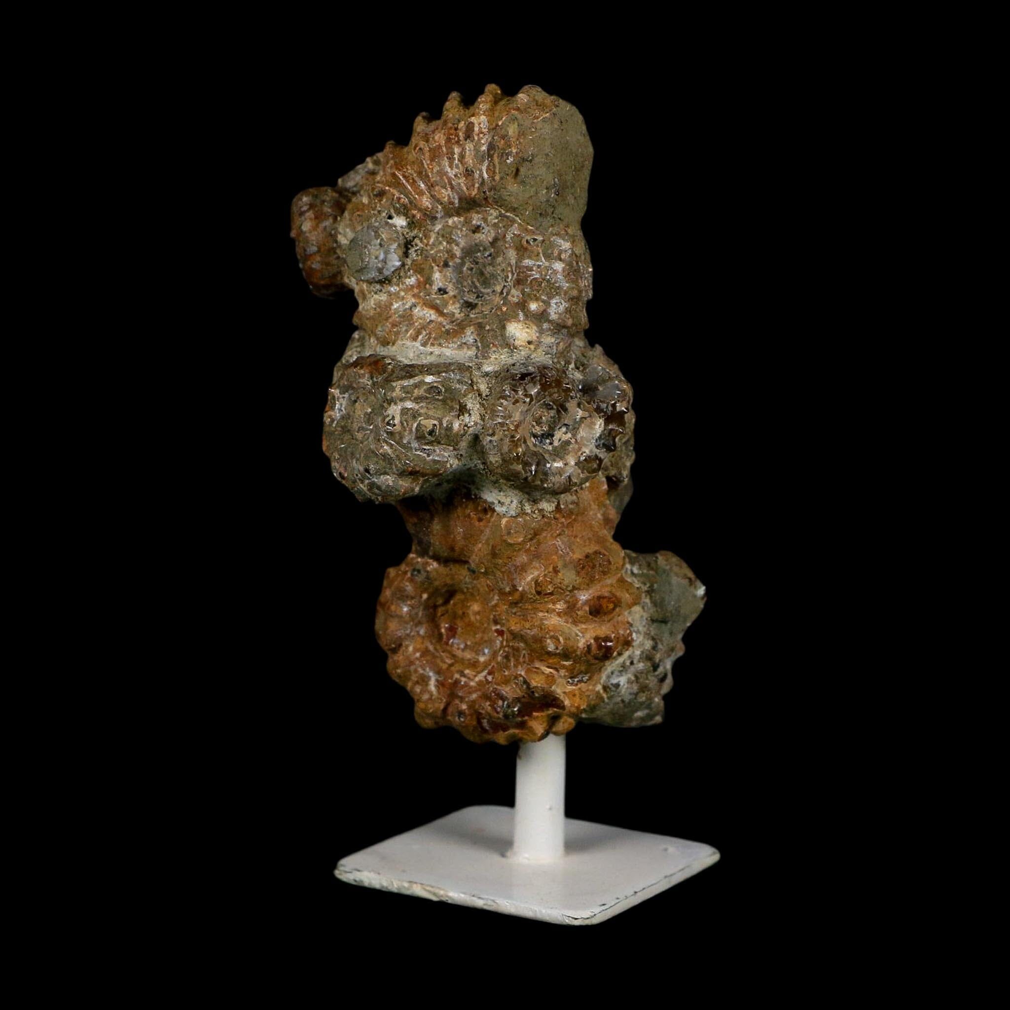 4.1" Douvilleiceras Tractor Ammonite Fossil Cluster on Stand Madagascar Jurassic Age