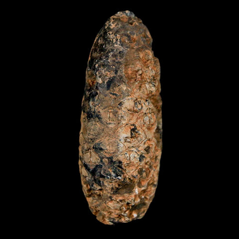 XL 2" Fossil Pine Cone Equicalastrobus Replaced By Agate Eocene Age Seeds Fruit