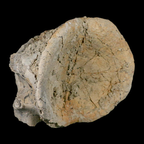 5" Brontothere Fossil Vertebrae Bone Eocene Age Badlands S Dakota Titanothere COA - Fossil Age Minerals
