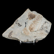 Neuropteris SP Fern Plant Leaves Fossil Carboniferous Age Breathitt FM, Leslie CTY, KY