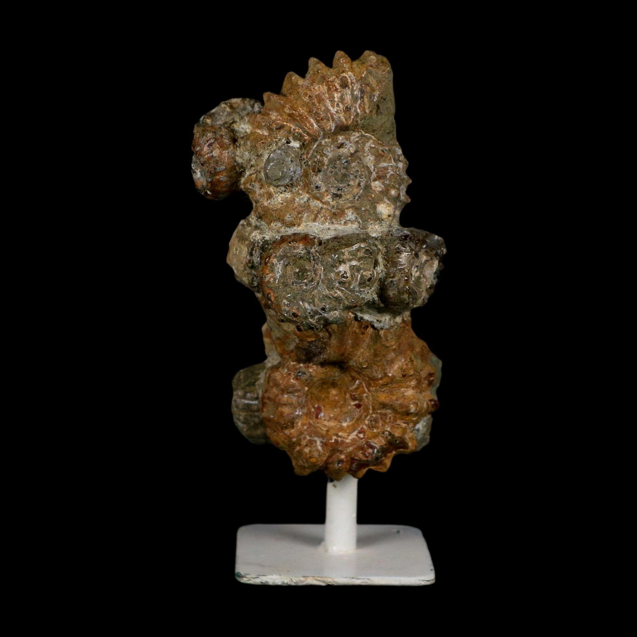 4.1" Douvilleiceras Tractor Ammonite Fossil Cluster on Stand Madagascar Jurassic Age