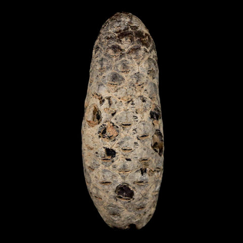 XL 2.1" Fossil Pine Cone Equicalastrobus Replaced By Agate Eocene Age Seeds Fruit - Fossil Age Minerals