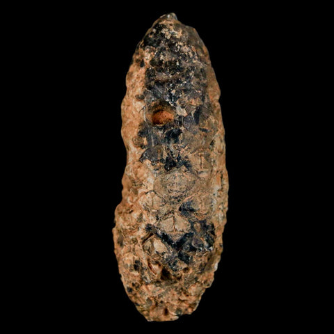 XL 2" Fossil Pine Cone Equicalastrobus Replaced By Agate Eocene Age Seeds Fruit