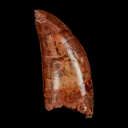 2" Carcharodontosaurus Fossil Tooth Cretaceous Dinosaur Morocco COA Stand