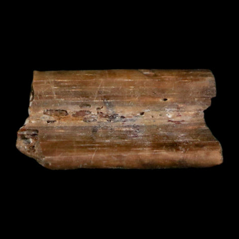 0.4" Dimetrodon Sail Spine Bone Fossil Permian Age Waurika Oklahoma COA, Display - Fossil Age Minerals