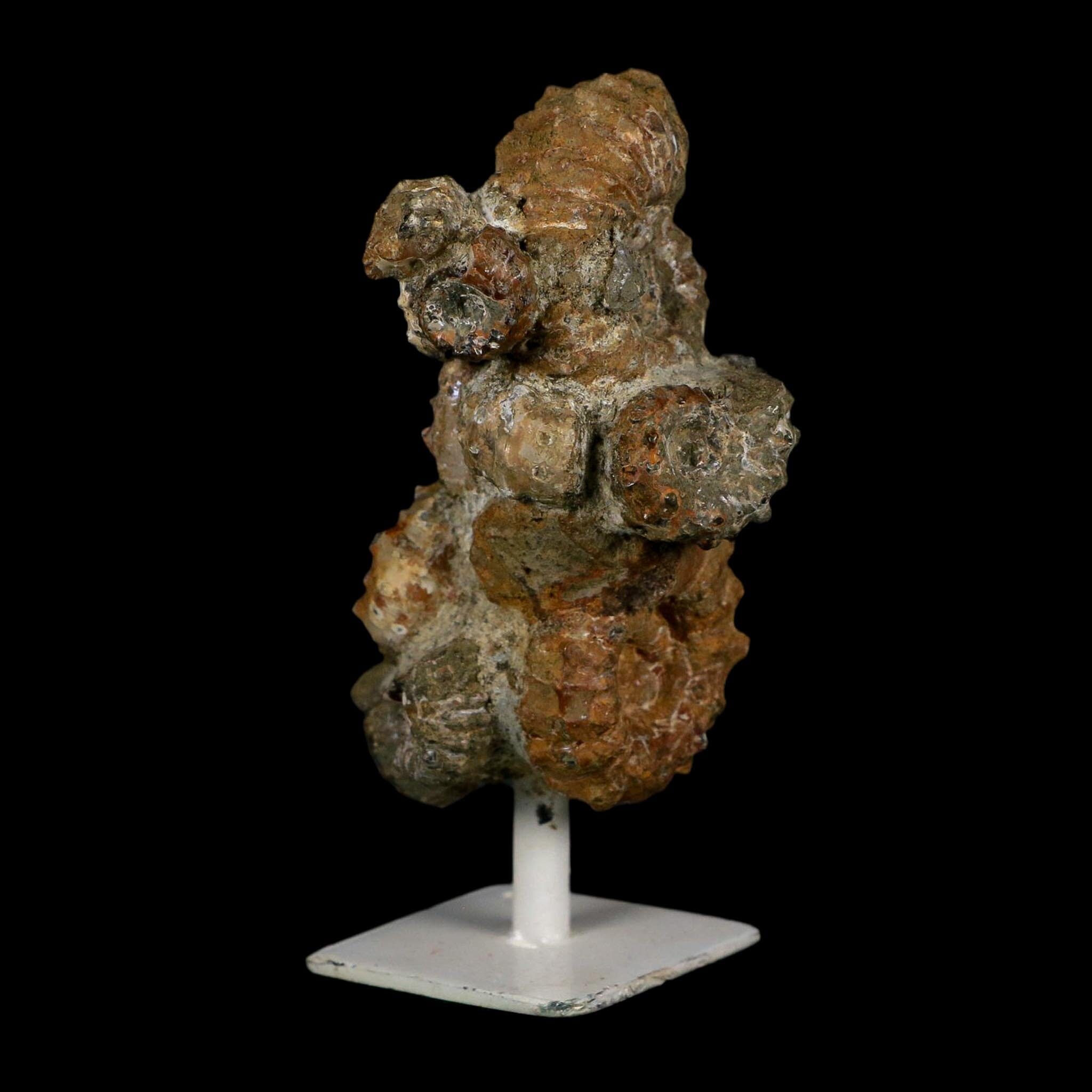 4.1" Douvilleiceras Tractor Ammonite Fossil Cluster on Stand Madagascar Jurassic Age