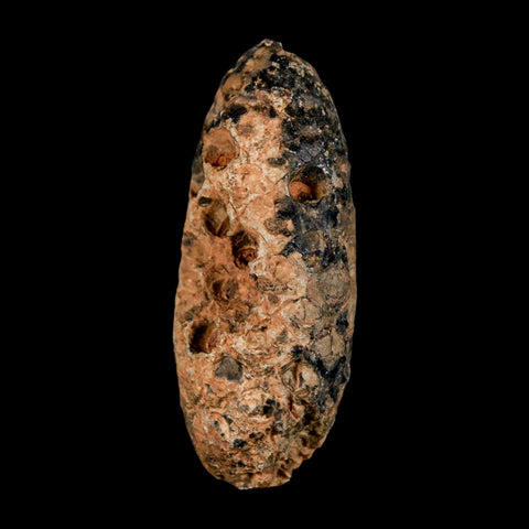 XL 2" Fossil Pine Cone Equicalastrobus Replaced By Agate Eocene Age Seeds Fruit