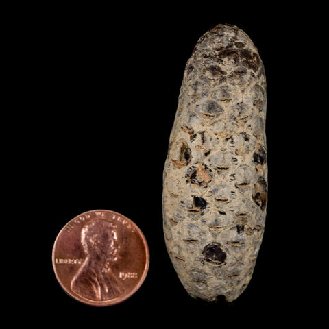 XL 2.1" Fossil Pine Cone Equicalastrobus Replaced By Agate Eocene Age Seeds Fruit - Fossil Age Minerals