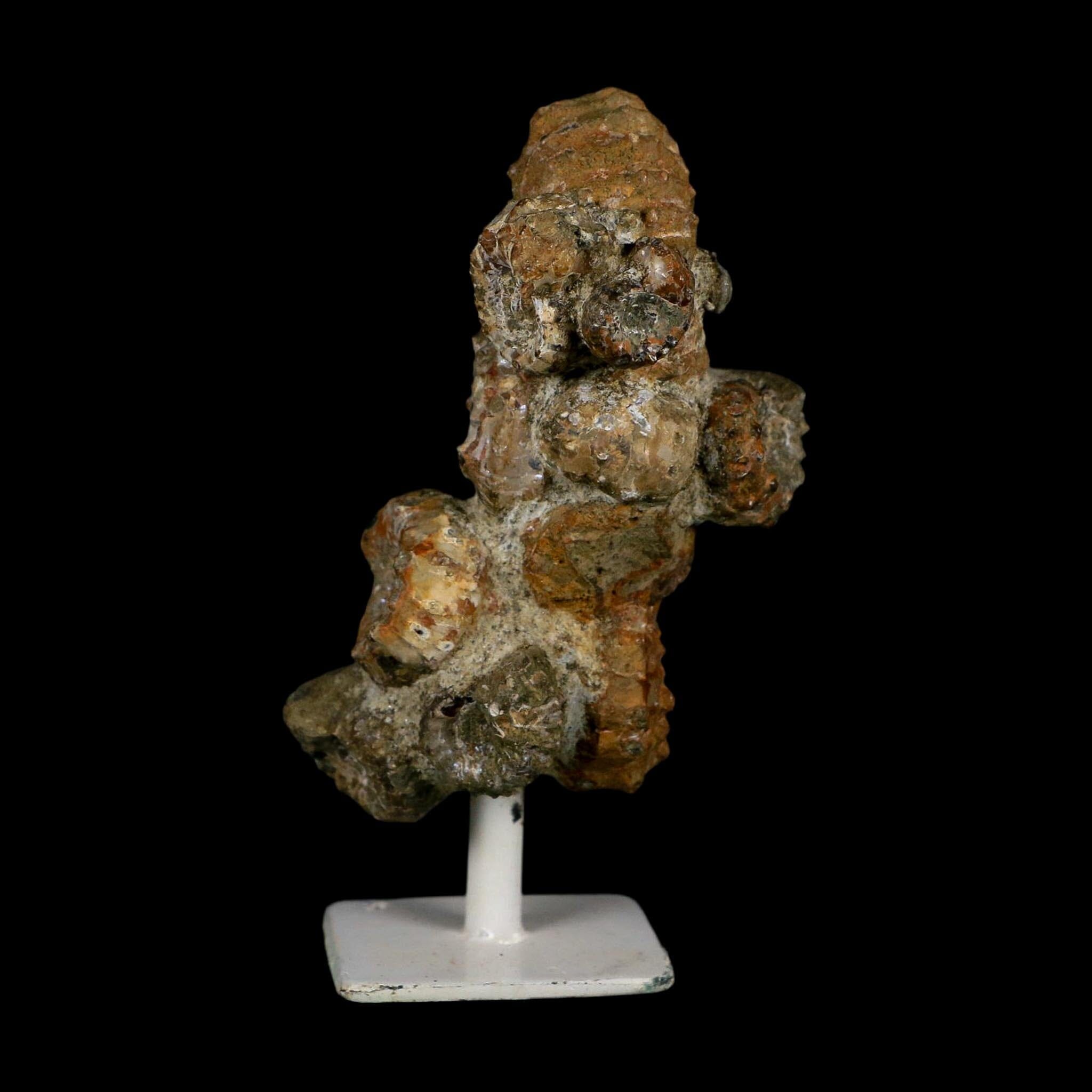 4.1" Douvilleiceras Tractor Ammonite Fossil Cluster on Stand Madagascar Jurassic Age