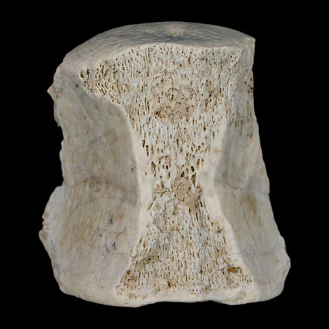 2.1" Brontothere Fossil Vertebrae Bone Eocene Age Badlands S Dakota Titanothere COA - Fossil Age Minerals