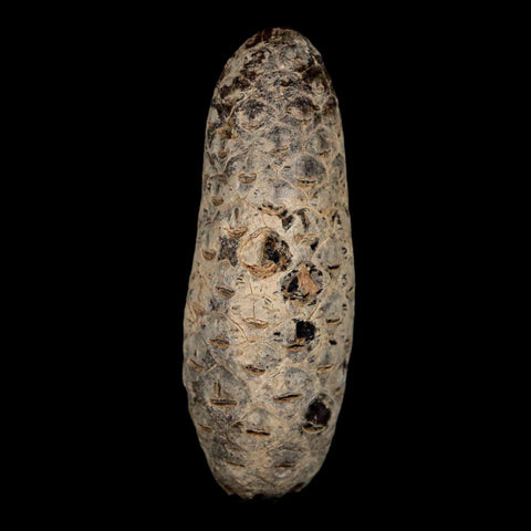 XL 2.1" Fossil Pine Cone Equicalastrobus Replaced By Agate Eocene Age Seeds Fruit - Fossil Age Minerals