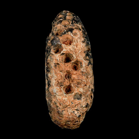 XL 2" Fossil Pine Cone Equicalastrobus Replaced By Agate Eocene Age Seeds Fruit