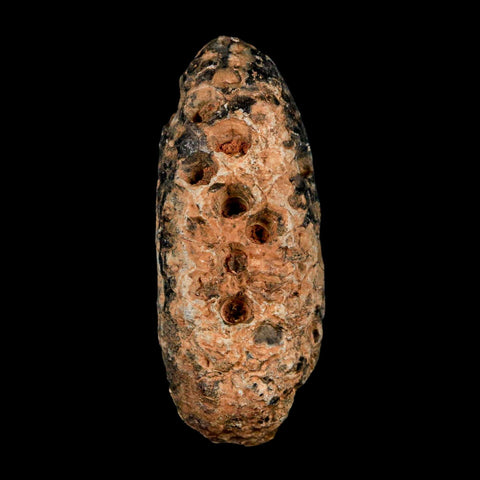 XL 2" Fossil Pine Cone Equicalastrobus Replaced By Agate Eocene Age Seeds Fruit