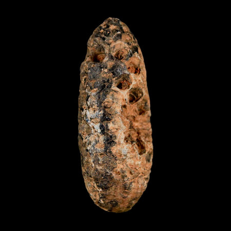 XL 2" Fossil Pine Cone Equicalastrobus Replaced By Agate Eocene Age Seeds Fruit