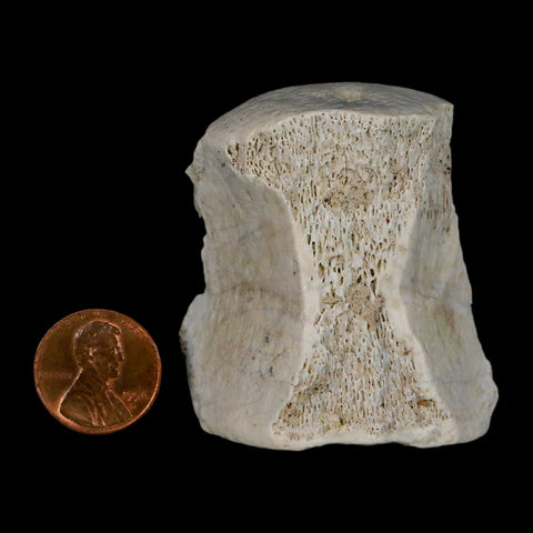 2.1" Brontothere Fossil Vertebrae Bone Eocene Age Badlands S Dakota Titanothere COA - Fossil Age Minerals