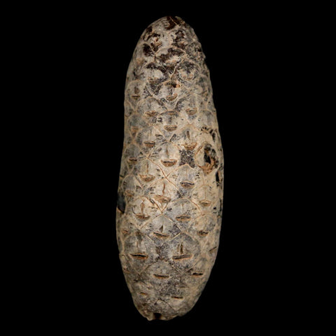 XL 2.1" Fossil Pine Cone Equicalastrobus Replaced By Agate Eocene Age Seeds Fruit - Fossil Age Minerals