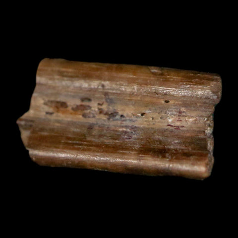 0.4" Dimetrodon Sail Spine Bone Fossil Permian Age Waurika Oklahoma COA, Display - Fossil Age Minerals