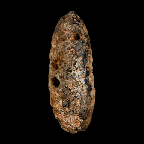 XL 2" Fossil Pine Cone Equicalastrobus Replaced By Agate Eocene Age Seeds Fruit