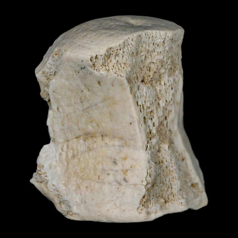 2.1" Brontothere Fossil Vertebrae Bone Eocene Age Badlands S Dakota Titanothere COA - Fossil Age Minerals