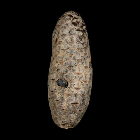 XL 2.1" Fossil Pine Cone Equicalastrobus Replaced By Agate Eocene Age Seeds Fruit - Fossil Age Minerals