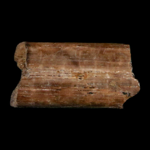 0.4" Dimetrodon Sail Spine Bone Fossil Permian Age Waurika Oklahoma COA, Display - Fossil Age Minerals