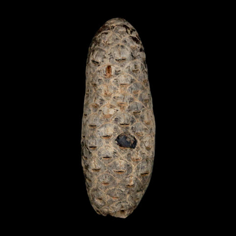 XL 2.1" Fossil Pine Cone Equicalastrobus Replaced By Agate Eocene Age Seeds Fruit - Fossil Age Minerals