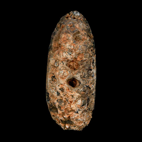 XL 2" Fossil Pine Cone Equicalastrobus Replaced By Agate Eocene Age Seeds Fruit