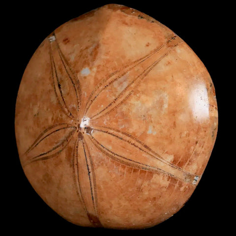 72MM Pygurus Marmonti Sea Urchin Fossil Sand Dollar Jurassic Age Madagascar - Fossil Age Minerals