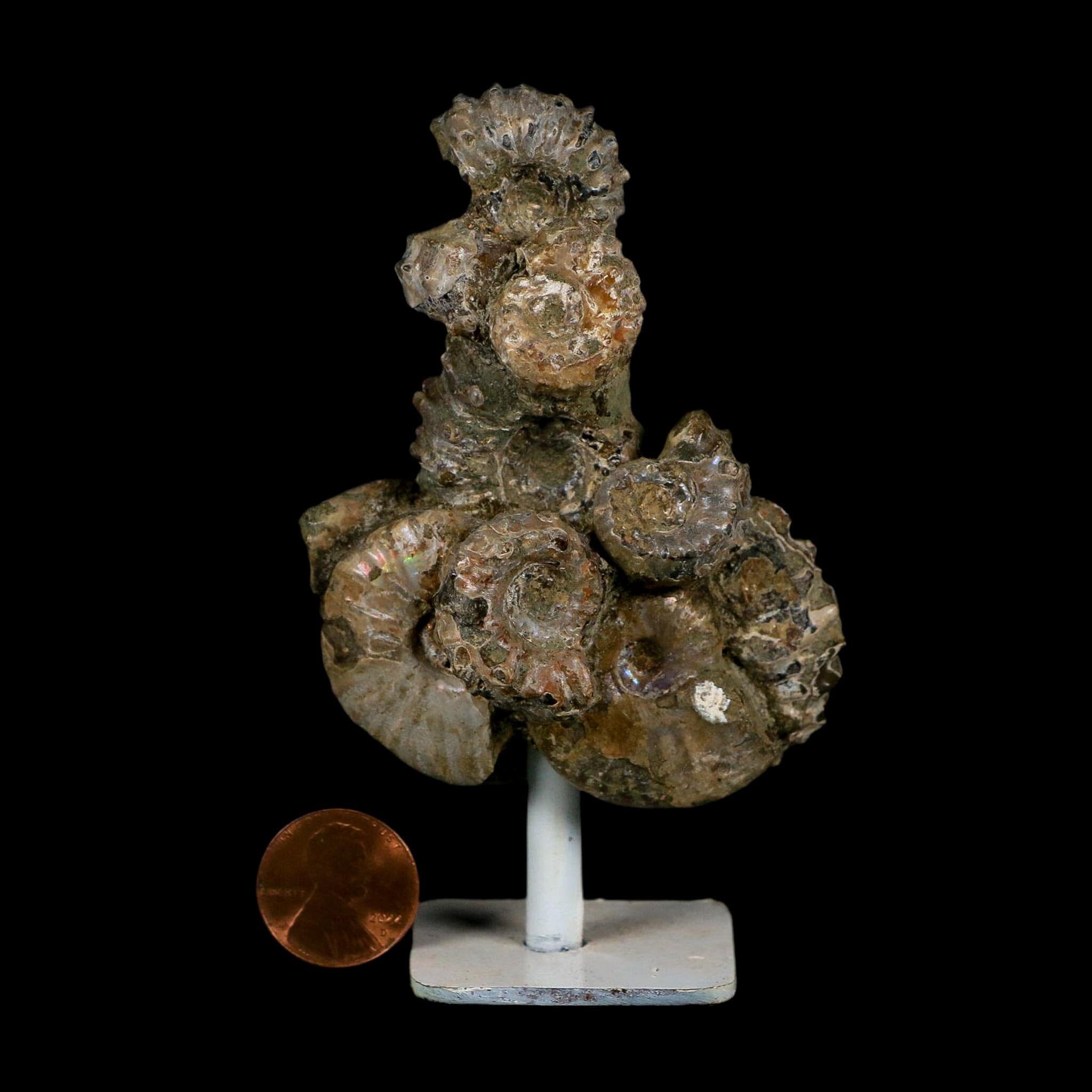 4" Douvilleiceras Tractor Ammonite Fossil Cluster on Stand Madagascar Jurassic Age