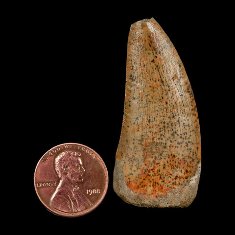 1.9" Carcharodontosaurus Fossil Tooth Cretaceous Dinosaur Morocco COA Stand