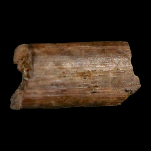 0.4" Dimetrodon Sail Spine Bone Fossil Permian Age Waurika Oklahoma COA, Display - Fossil Age Minerals