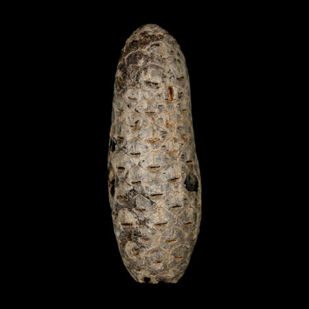 XL 2.1" Fossil Pine Cone Equicalastrobus Replaced By Agate Eocene Age Seeds Fruit