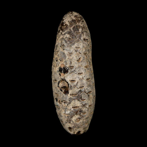 XL 2.1" Fossil Pine Cone Equicalastrobus Replaced By Agate Eocene Age Seeds Fruit - Fossil Age Minerals