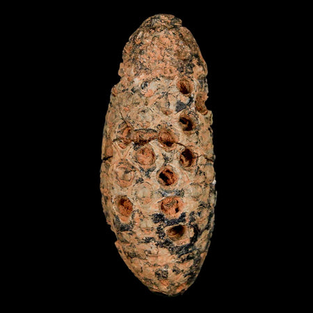 XL 2.3" Fossil Pine Cone Equicalastrobus Replaced By Agate Eocene Age Seeds Fruit