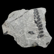 2" Neuropteris SP Fern Plant Leaf Fossil Carboniferous Age Breathitt FM, Leslie CTY, KY