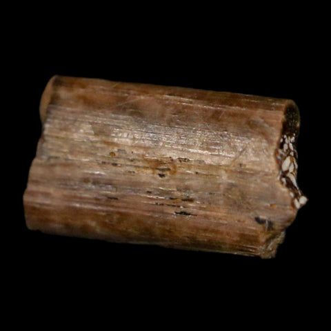 0.4" Dimetrodon Sail Spine Bone Fossil Permian Age Waurika Oklahoma COA, Display - Fossil Age Minerals