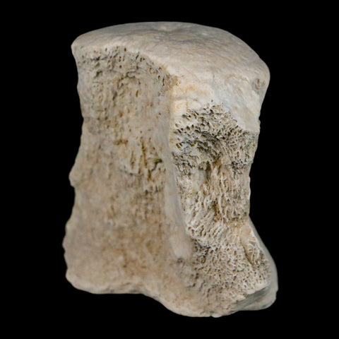 2.1" Brontothere Fossil Vertebrae Bone Eocene Age Badlands S Dakota Titanothere COA - Fossil Age Minerals