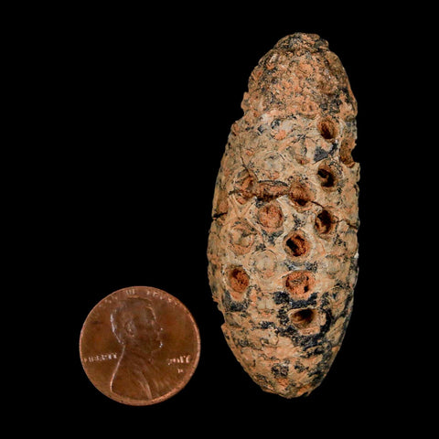 XL 2.3" Fossil Pine Cone Equicalastrobus Replaced By Agate Eocene Age Seeds Fruit