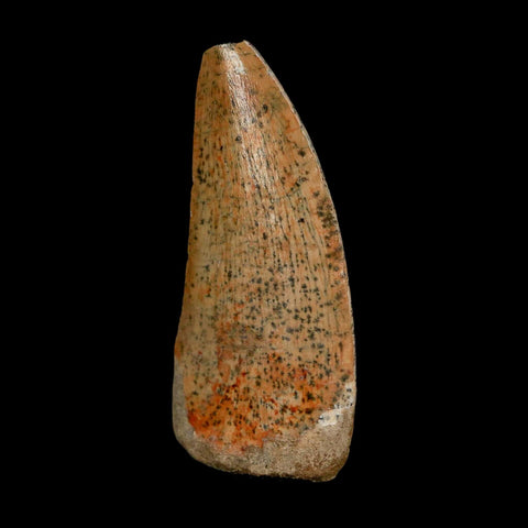 1.9" Carcharodontosaurus Fossil Tooth Cretaceous Dinosaur Morocco COA Stand