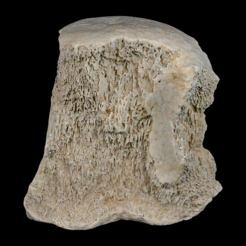 2.1" Brontothere Fossil Vertebrae Bone Eocene Age Badlands S Dakota Titanothere COA - Fossil Age Minerals