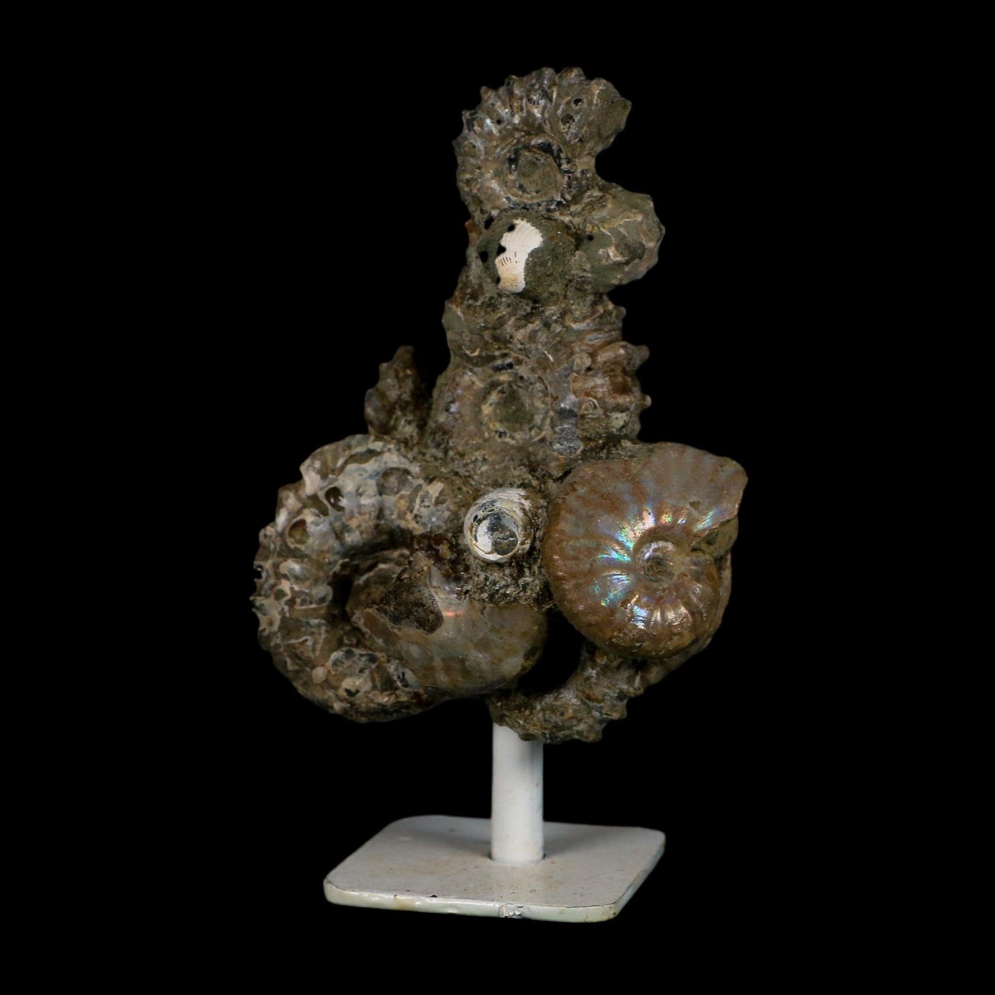 4" Douvilleiceras Tractor Ammonite Fossil Cluster on Stand Madagascar Jurassic Age