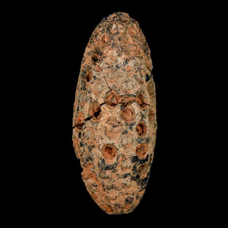 XL 2.3" Fossil Pine Cone Equicalastrobus Replaced By Agate Eocene Age Seeds Fruit