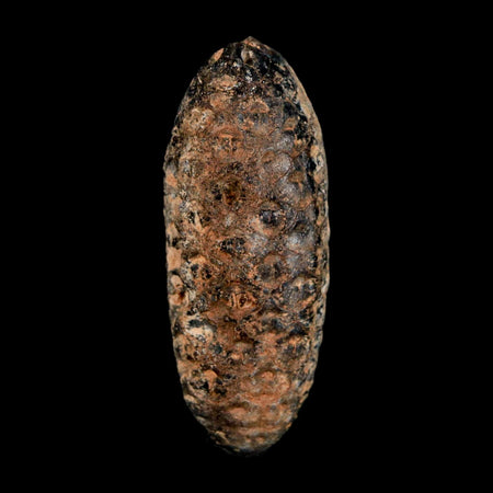2" Fossil Pine Cone Equicalastrobus Replaced By Agate Eocene Age Seeds Fruit