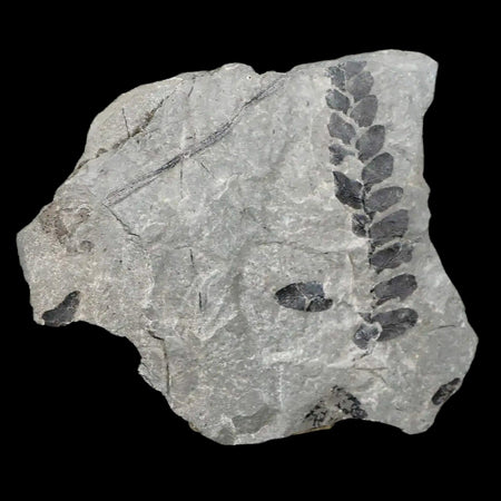 2" Neuropteris SP Fern Plant Leaf Fossil Carboniferous Age Breathitt FM, Leslie CTY, KY