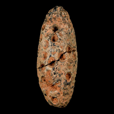 XL 2.3" Fossil Pine Cone Equicalastrobus Replaced By Agate Eocene Age Seeds Fruit