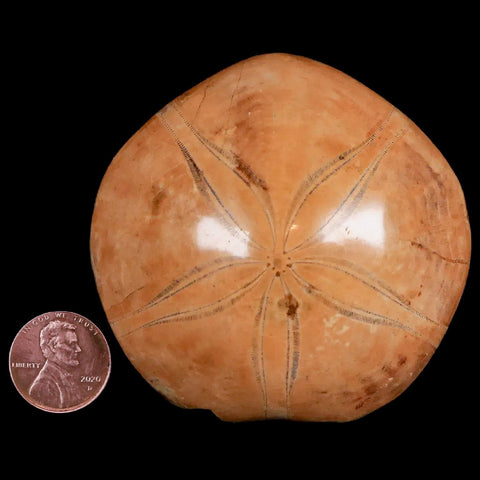 69MM Pygurus Marmonti Sea Urchin Fossil Sand Dollar Jurassic Age Madagascar - Fossil Age Minerals