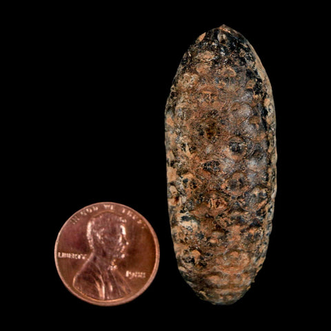 2" Fossil Pine Cone Equicalastrobus Replaced By Agate Eocene Age Seeds Fruit - Fossil Age Minerals